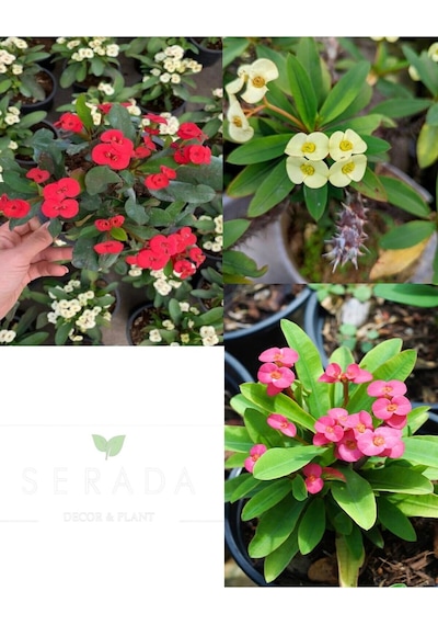 Videolu 3'lü Sarı Kırmızı Pembe Dikenler Tacı 10-15 Cm Saksılı Çiçekli Bodur Bitki Euphorbia Milii