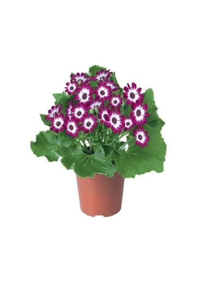 4 Renk 4 Adet Sineralya Çiçeği 25-30cm Saksılı Cineralia Flower