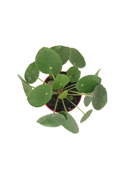 Pilea Peperomioides (Para Çiçeği) Ø8,5 CM Y10-15 CM
