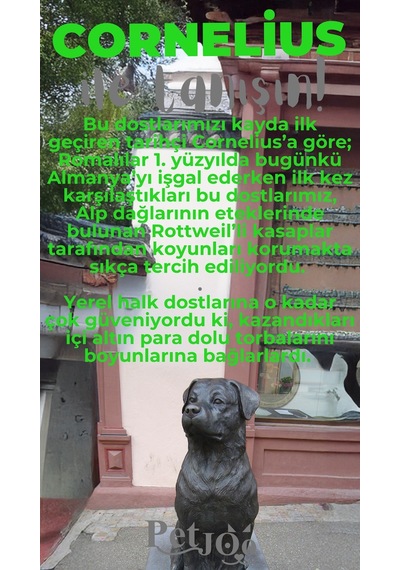 Petjoo 20.Cornelius Gri-Yeşil Qr'lı Köpek Künyesi