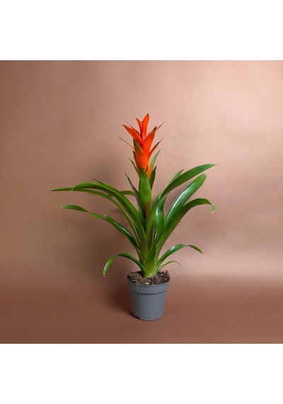 Guzmania 46 Cm Kırmızı Gösterişli Çiçekli Form