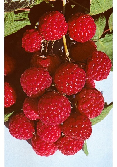 3 Lü Ahududu Fidanı Seti 1 Yaşında Rubus İdaeus Bahçeniz İçin