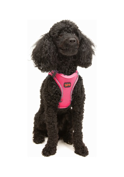 Air-Mesh Küçük ve Orta Irk Kedi Köpek Göğüs Tasması - Yumuşak, Nefes Alabilir, Dayanıklı NEON PEMBE L