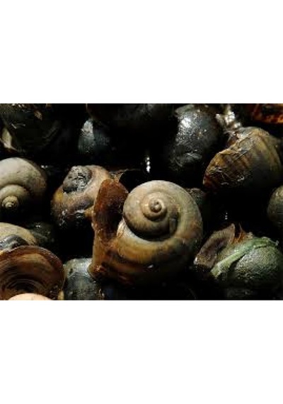 Canlipetshop Elma Salyangozu Yeşil Damızlık Altı 3 Adet 1 Erkek 2 Dişi