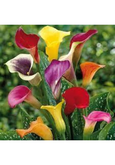 20 Adet Tohumorganik Karışık Calla Lily Çiçek Tohumu Afrika Çöl Çiçeği Calla Lily Sürpriz Hediye
