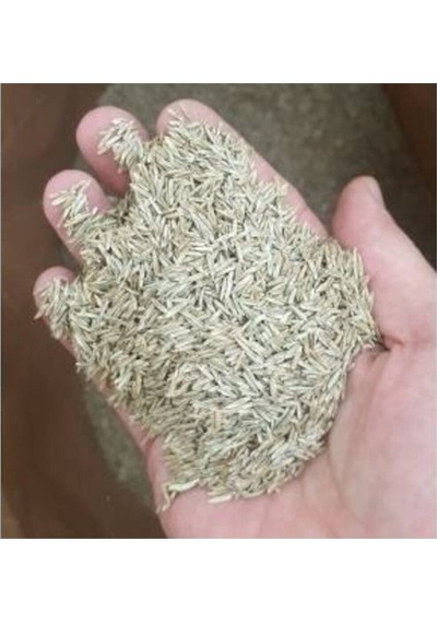 Çim Tohumu Tohum 1 Kg