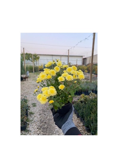 Buğday Sarısı Kasımpatı Krizantem Chrysanthemum Çiçeği 10-20 Cm