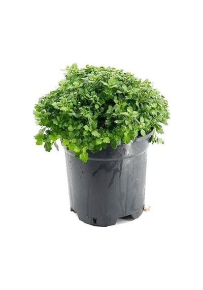 Kasımpatı Krizantem Chrysanthemum Çiçeği Fidanı 2'li Set Pembe Sarı