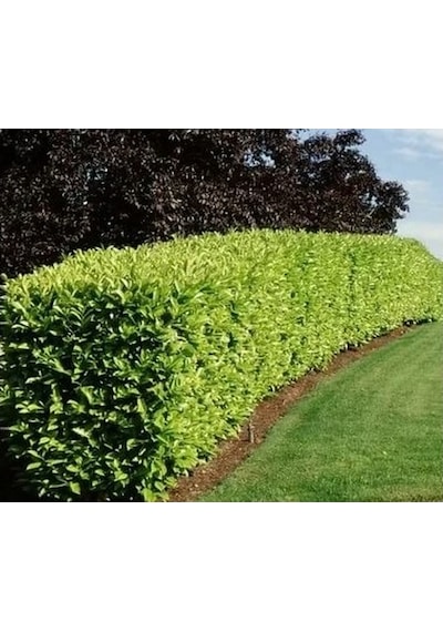 Lisudum Kartopu Çiçeği Fidanı Saksılı 40-60 Cm