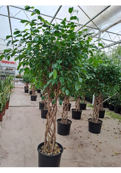 5 Yaş Örgülü Ficus Benjamin Çiçeği