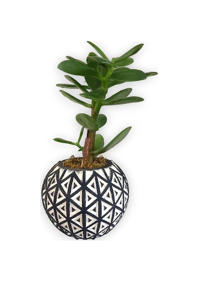 Sukulent Crassula Ovata | Siyah Desen Saksıda