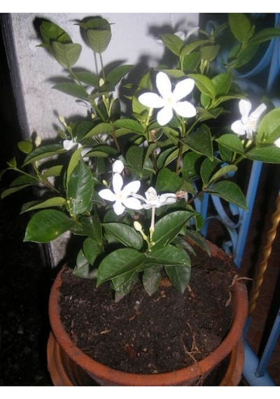 Ful Yasemin Çiçeği Beyaz Kokulu 40 50cm 1 Adet Saksılı Yasemin Fidanı Jasmine Flower