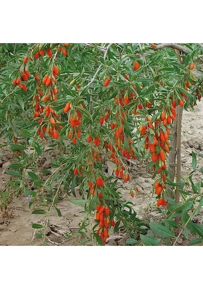 2 Li Goji Berry Fidanı Seti Kolay Yetiştirilen Meyve Çalısı