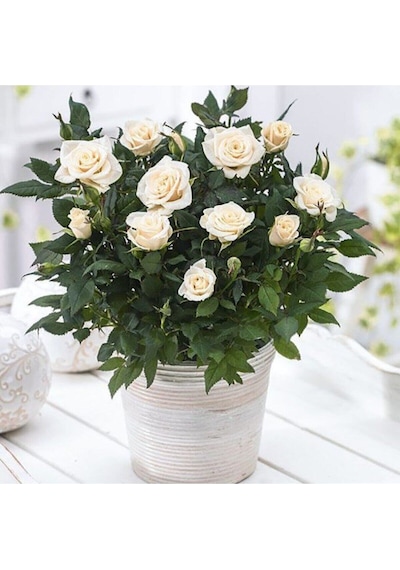 Videolu 1 Adet Canlı Beyaz Bodur Gül Fidanı 20-40 Cm Tüplü Çiçekli Bodur Bitkiler Whıte Rose