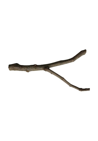 Beaks Doğal Dal Tünek L St101 27,5 Cm 297-60004.02