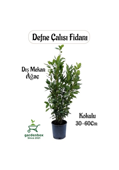 Kokulu Defne Çalısı Fidanı 1 Adet Saksılı/tüplü Laurus Nobilis