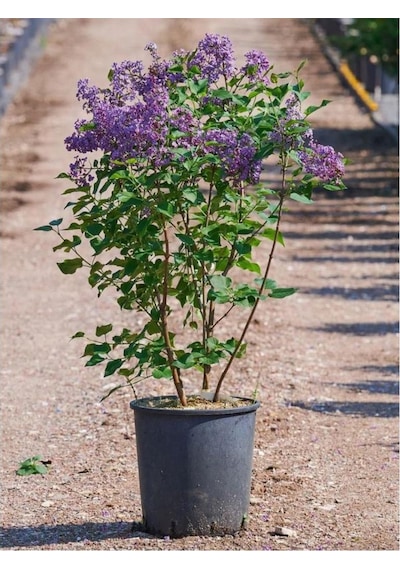 Kokulu Leylak Çiçeği Fidanı 1 Adet 40-80 Cm