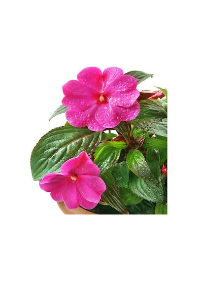 Videolu Pembe Cam Güzeli 10 30 Cm 1 Adet Saksılı/ Tüplü Çiçekli Bodur Bitki Impatiens Walleriana