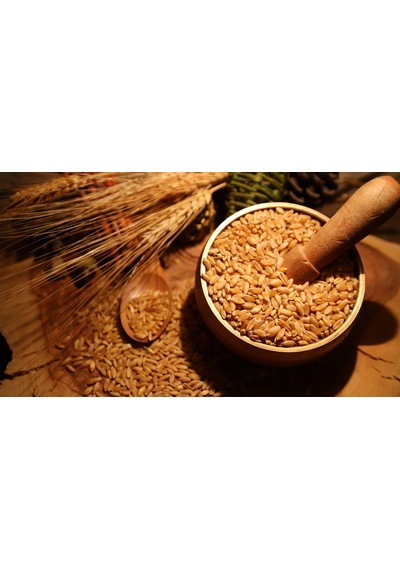 Buğday Tohumu 1 KG Buğday Çimi Tohumu Kedi Çimi