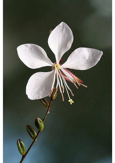 10 Adet White Gaura Whırlıng Butterflıes Tohumu