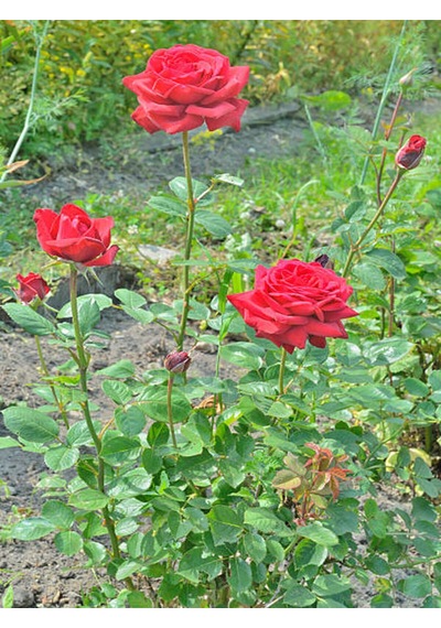 Videolu Yediveren Kırmızı Renkli Yoğun Kokulu 50 70 Cm 1 Adet Saksılı Aşılı Gül Red Rose