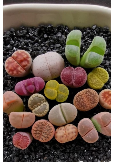 Dashing Look Karışık Lithops Taş Çiçek Tohumu / 10 Adet Tohum Th-thmcmthm387 Sku: Smgstk82094b2996 Açık Gri
