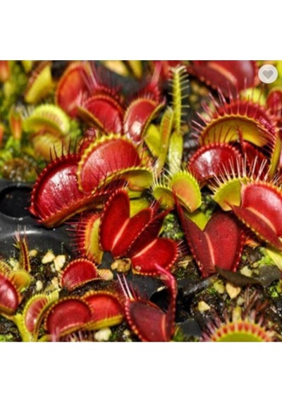 5 Adet Venus Flytrap Fresh Garden Tohumu