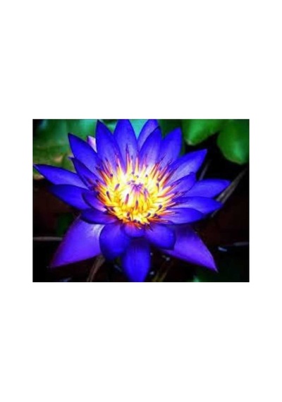 10 Adet Tohum Organik Mavi Nilüfer Çiçek Tohumu Lotus Japon Dev Çiçek Tohumu Hediye Tohumlu