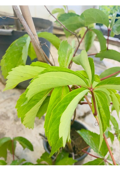 Amerikan Sarmaşığı Parthenocissus Quinquefolia 1 Adet