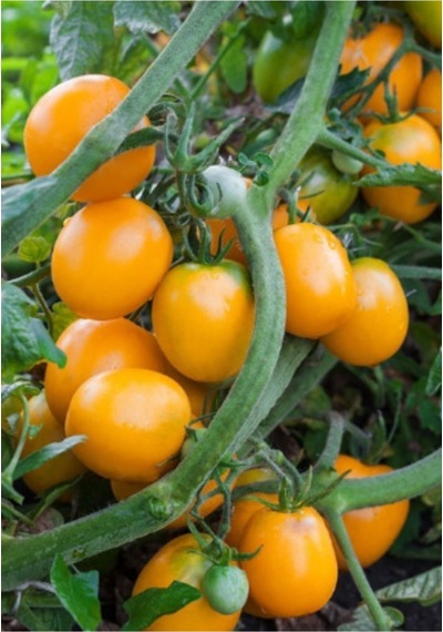 Ithal Nadit Cherry Turuncu Domates Tohumu 10 Adet Tohum