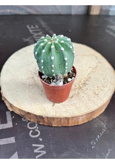 Echinopsis Subdenudata 5.5cm Saksıda Kaktüs Beyaz Çiçek Açan Kaktüs