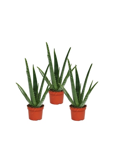 Aloe Vera Bitkisi 3lü N11.3579