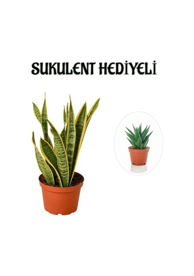 Hediyelik Sarı Alacalı Paşa Kılıcı Bitkisi Sevgililer Gününe Özel Sukulent Hediyeli