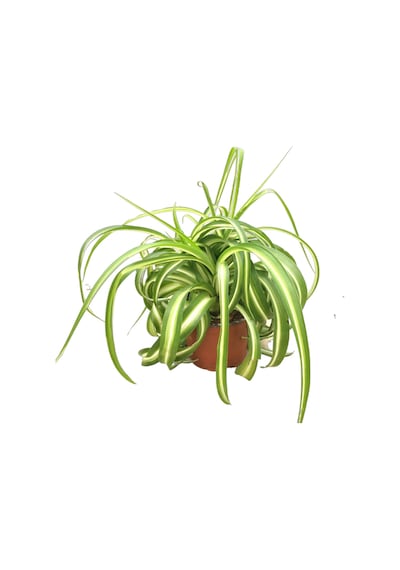 Chlorophytum Comosum 'Bonnie' (Kurdele Çiçeği) Ø12 CM Y20-25 CM