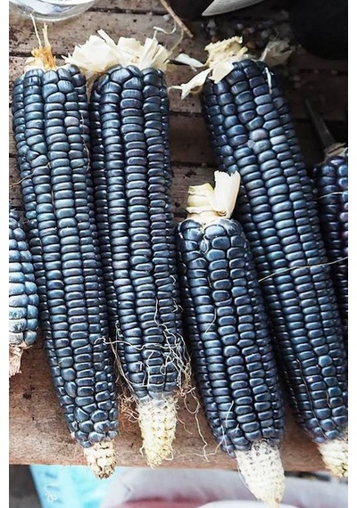 Hopi Blue Mısır Tohumu Atalık Kızılderili Mısırı