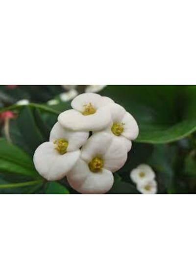 Serada Decor Plant Dikenler Tacı Çiçekli Beyaz 8,5 Saksıda Dolgun Formlu İç Mekan Bitkisi