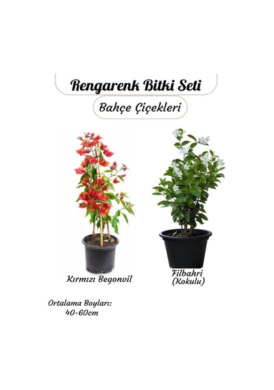 Kırmızı Begonvil Sarmaşık+ Kokulu Filbahri Ağaç Şakayığı Çiçekli Bahçe Seti