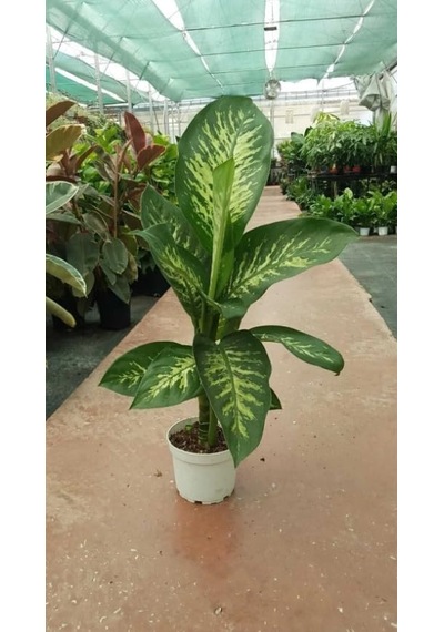 Bitkidünyam Difenbahya Ağlayan Çiçek İç Mekan Bitkisi 60-80 Cm Diğer