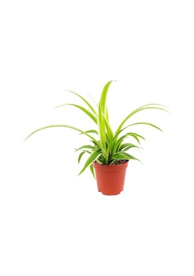 Mini Boy Kurdela Çiçeği Fidanı 10-20 Cm