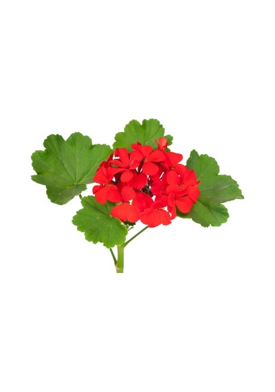 Sardunya Çiçeği Saksı'da Pelargonium Kırmızı Renk 10-20 Cm