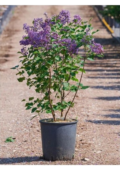 Hoş Kokulu Leylak Fidanı Çiçeği 30-60cm Saksılı