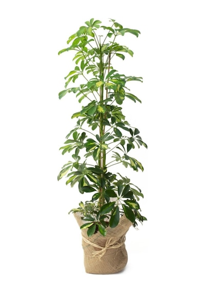 Videolu Çift Dal Alacalı Şeflera Çiçeği 40-80 Cm Saksılı Iç Mekan Bitkileri Schefflera