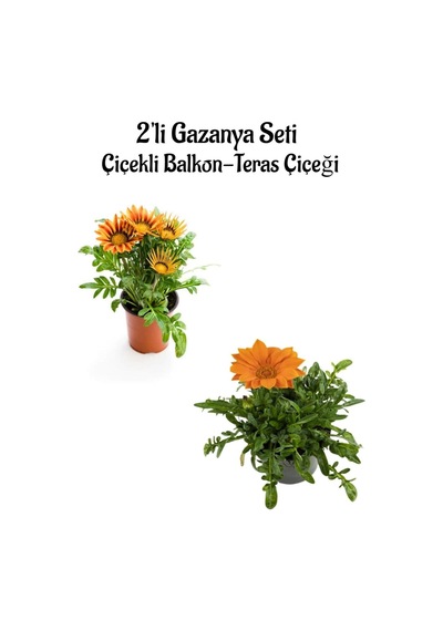 Turuncu Sarı+turuncu Renk Gazanya Çiçeği 2 Adet Saksılı 10-20cm Bahçe Balkon Çiçeği Diğer