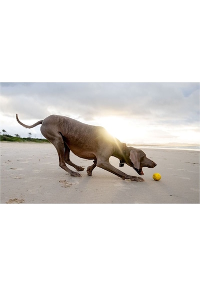 Waboba Fetch Suda Zıplayan Top Köpek Oyuncağı