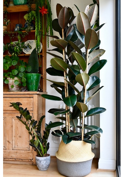 Kauçuk Bitkisi Ficus Elastica 2 Adet 2131