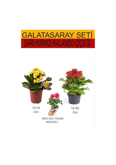 2'li Takım Seti Sarı- Kırmızı Kalanşo+hediyelik Pembe Gül Fidanı