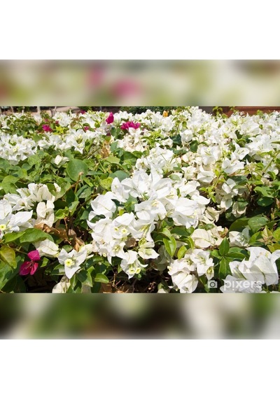 Begonvil Sarmaşığı Fidanı Gelin Duvağı Sarılıcı Beyaz Tırmanıcı