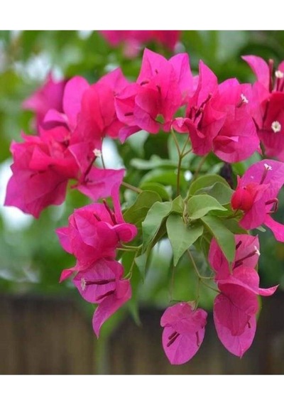 Videolu Fuşya Pembe Begonvil 30 50 Cm 1 Adet Saksılı Çiçekli Bahçe/ Balkon Bitkisi Bougainvillea