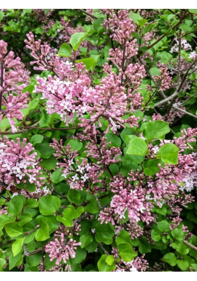 Pembe Leylak Çiçeği Fidanı 60 80 Cm 1 Adet Saksılı/tüplü Dış Mekan Bitkisi Syringa Vulgaris