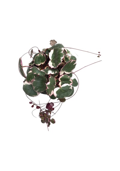 Saxifraga Stolonifera 'tricolor'